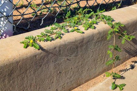 Yellow tiny flowers and green vines of hardy Tribulus terrestris plant aggressively reach across concreate barrier and metal mesh fence to pedestrian sidewalk
