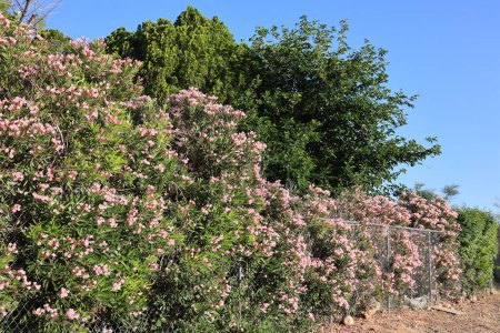 Rosafarbener Oleander oder Nerium Petite Oleander mit rosa Blüten über einem Zaun, Phoenix, Arizona 
