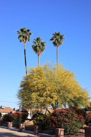 Arizona streets with flowering yellow crown of Palo Verde and colorful desert heat tolerant shrubs and tropical palms in spring