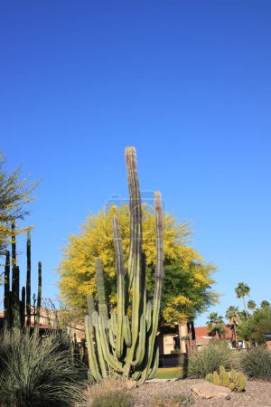 Bristly shoots of Senita cactus along with blooming yellow Palo verde tree and other desert plants along desert style xeriscaped Phoenix streets, Arizona in spring