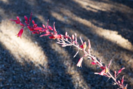 Nahaufnahme der winzigen Blume Red Yucca, Hesperaloe parviflora, die sich über Wüstenböden erstreckt; flache Wassertiefe