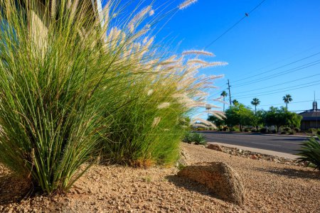 Dense and robust clumps of Fountain grass growing along desert style xeriscaped city road sides in Arizona