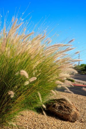Dichtes und robustes Springbrunnengras, das an den Straßenrändern der Stadt in Arizona im Wüstenstil wächst