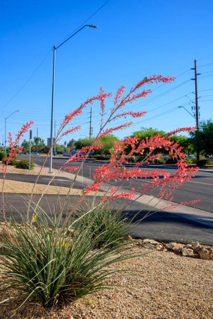 Xeriscaped city street corner with Red Yucca and desert style gravel and rocks in Phoenix, Arizona