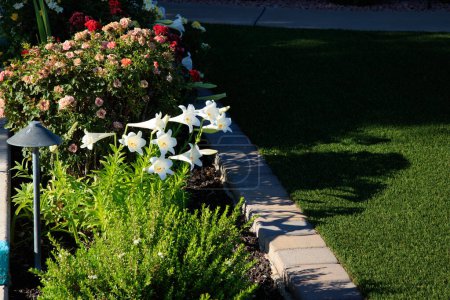 Blooming Easter lily or Lilium longiflorum with white trumped shaped flowers along walkway