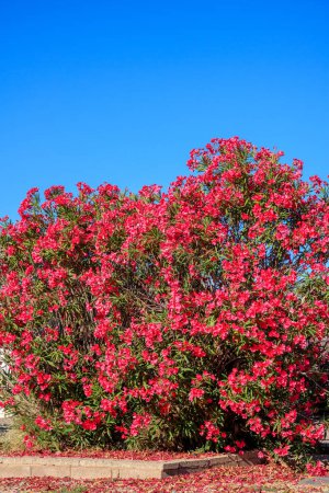 Blühen mit roten Blüten Krone von trockenheitstolerantem Nerium Oleander während des warmen Arizona-Frühlings in Arizona; Kopierraum