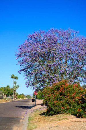 Floreciendo con flores púrpuras Jacaranda y arbusto cubierto de Sparky Red Sparky Tecoma a lo largo de las calles de la ciudad de Phoenix en Arizona primavera