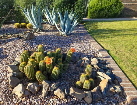 Blooming Hedgehog cactus, Echinocereus y Blue Agave en el parche de estilo desierto xeriscaped junto a un césped de hierba verde en Phoenix, AZ