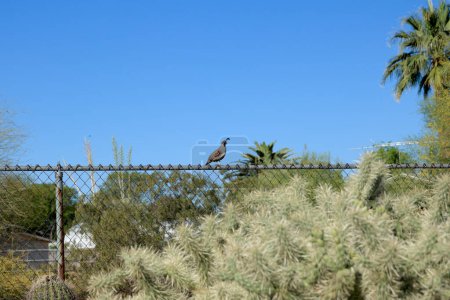 Téléchargez les photos : Beau gâchis de plantes désertiques dangereuses regroupées le long de lots urbains clôturés à Phoenix, Arizona - en image libre de droit