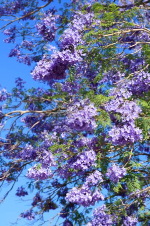 Closeup of blooming purple flowers in Jacaranda crown during Arizona spring