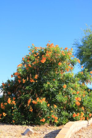 Blooming drought tolerant sparky orange-red Tecoma during spring time in Arizona