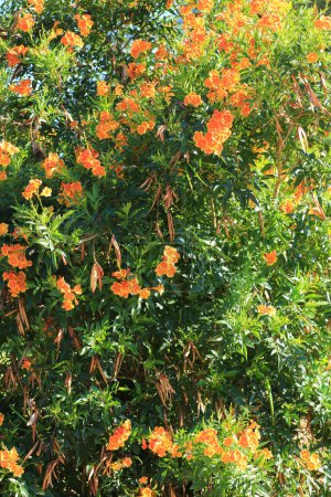 Nahaufnahme von Blühender Trockenheit toleranter funkelnder orange-roter Tecoma während des Frühlings in Arizona