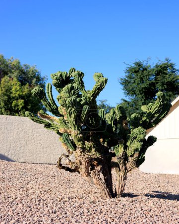Monstroser Apfelkaktus, Cereus Peruvianus, skurrile Form mit verdrehten verzerrten Stielen in Wüste xeriscaping, Phoenix, AZ 