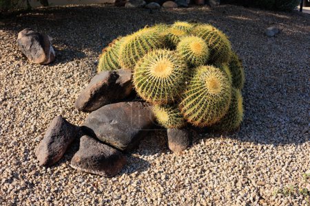 Groupe de cactus Golden Barrel avec des rochers éclairés par le soleil du matin dans le style désert Arizona xeriscaping
