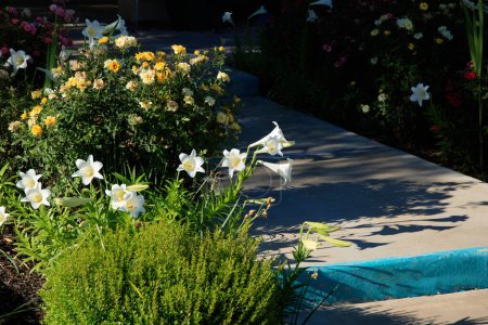 Photo for Blooming Easter lily or Lilium longiflorum with white trumped shaped flowers along walkway - Royalty Free Image