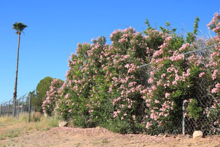 adelfa rosada o pequeña adelfa de Nerium cubierta de flores rosadas sobre una valla, Phoenix, Arizona