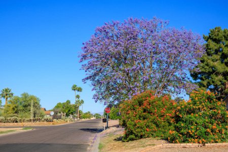 Blooming with purple flowers Jacaranda tree and overgrown shrub of Sparky Red Sparky Tecoma along Phoenix city streets in Arizona spring