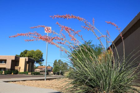 Xeriscaped city street corner with Red Yucca and desert style gravel and rocks in Phoenix, Arizona