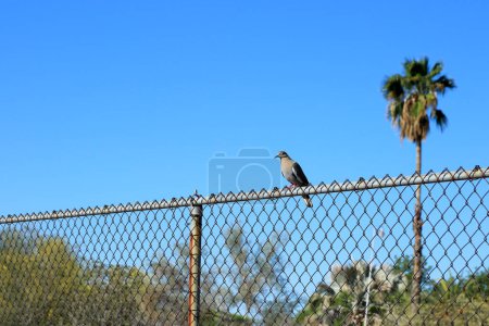 An adult Arizona Mourning Doves (Zenaida macroura) sitting om metal mesh fence in the morning 