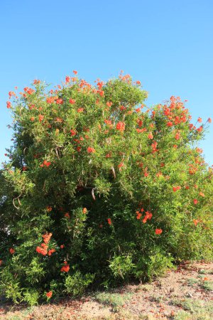 Blooming drought tolerant sparky orange-red Tecoma during spring time in Arizona