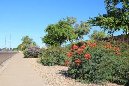 Xériscaping avec Oiseau Rouge du Paradis (Caesalpinia pulcherrima) résistant à la sécheresse et Impôts Sauge à Phoenix, Arizona