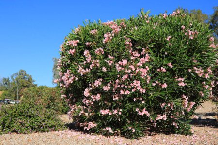 Wüstenstil am Straßenrand mit trockenheitstolerantem rosa Oleander oder Nerium Petite Oleander mit rosa Blüten, Phoenix, Arizona