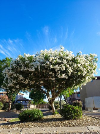 Arizona drought tolerant white Oleander or Nerium Oleander with soft white flowers during Spring bloom, copyspace