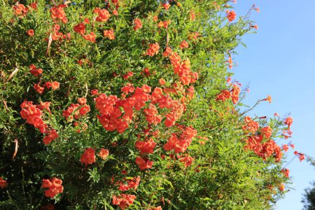 Closeup of drought tolerant Sparky Tecoma flowering shrub in Arizona spring