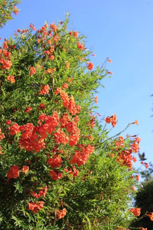 Gros plan d'arbuste à fleurs Sparky Tecoma tolérant à la sécheresse en Arizona printemps