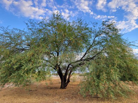 Foto de Árbol del Mesquite de Arizona, Prosopis, con vainas secas de color amarillo-blanco colgando de ramas y esparcidas por toda su corona en el suelo - Imagen libre de derechos