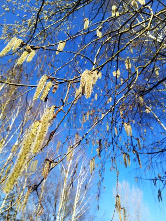 Photo for Birch branches with catkins in spring. Blooming Birch tree in a sunny day. Birch branches close-up on a blue sky background. Spring birch in bright sunlight background. Organic natural environment. - Royalty Free Image