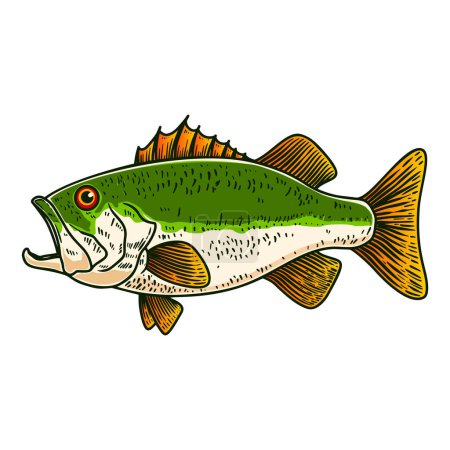 Ilustración de pez bajo en estilo grabado. Elemento de diseño para póster, tarjeta, banner, signo, emblema. Ilustración vectorial