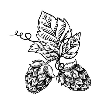 Illustration of beer hop in engraving style. Design element for poster, card, banner, sign, logo.Vector illustration