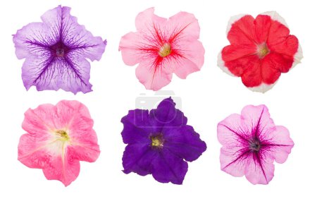 Photo for Colorful flower of petunia isolated on white background. - Royalty Free Image