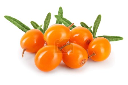 Photo for Sea buckthorn. Fresh ripe berry isolated on white background macro. - Royalty Free Image