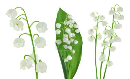 Téléchargez les photos : Lilly de la vallée fleurs isolées sur fond blanc avec pleine profondeur de champ, - en image libre de droit