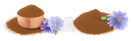 Photo for Chicory flower and powder of instant chicory isolated on a white background. Cichorium intybus.. - Royalty Free Image