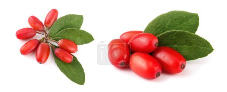 Photo for Fresh barberry with leaves isolated on a white background. top view. - Royalty Free Image