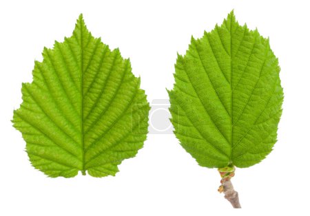 Photo for The leaf of hazelnut isolated on a white background. - Royalty Free Image