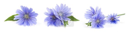 Chicory flower with leaf isolated on white background macro.