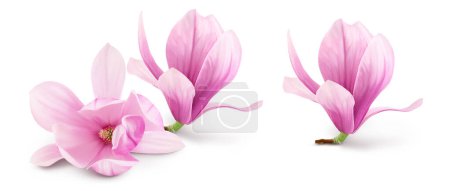Téléchargez les photos : Magnolia rose isolé sur fond blanc avec pleine profondeur de champ. - en image libre de droit