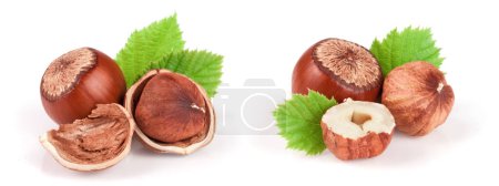 Photo for Hazelnuts with leaves isolated on white background. - Royalty Free Image