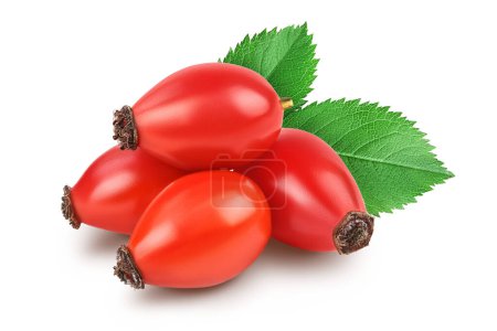 Photo for Rose hip isolated on a white background with full depth of field. - Royalty Free Image