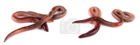 Photo for Two earthworms isolated on white background close-up. Set or collection - Royalty Free Image