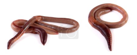 Photo for Two earthworms isolated on white background close-up. - Royalty Free Image