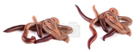 Photo for Bunch of earthworms isolated on white background macro. - Royalty Free Image