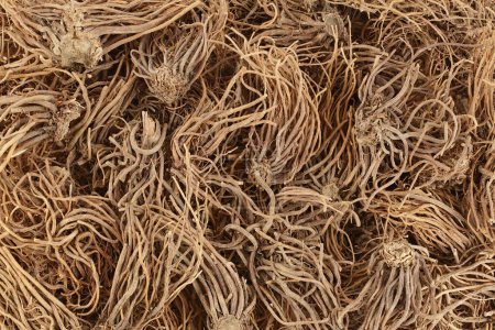 Dried Valerian root background. Valeriana officinalis with full depth of field. Top view. Flat lay.