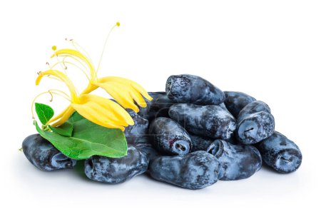 Téléchargez les photos : Fresh honeysuckle blue berry isolated on white background with full depth of field. - en image libre de droit