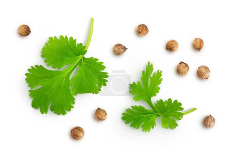 Dried coriander seeds with fresh green leaf isolated on white background. Top view. Flat lay.