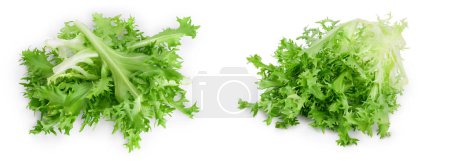 Téléchargez les photos : Fresh green leaves of endive frisee chicory salad isolated on white background with full depth of field, Top view. Flat lay. - en image libre de droit